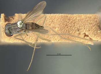 Media type: image;   Entomology 12928 Aspect: habitus dorsal view